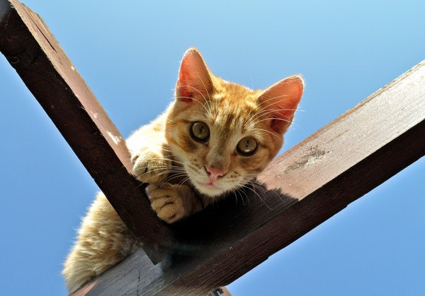柱の角の上から見下ろす子猫