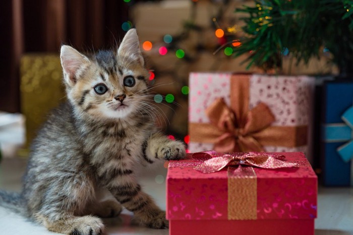 プレゼントを差し出す子猫