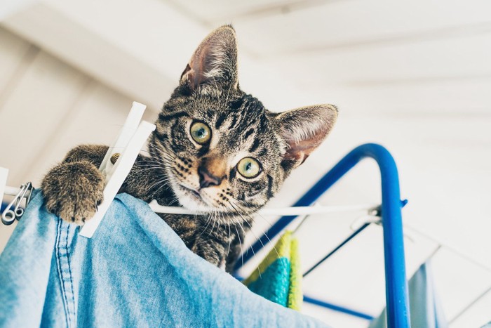 部屋干し中の洗濯物の上から見つめる猫