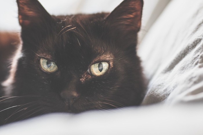 寂しげな瞳でこちらを見る黒猫