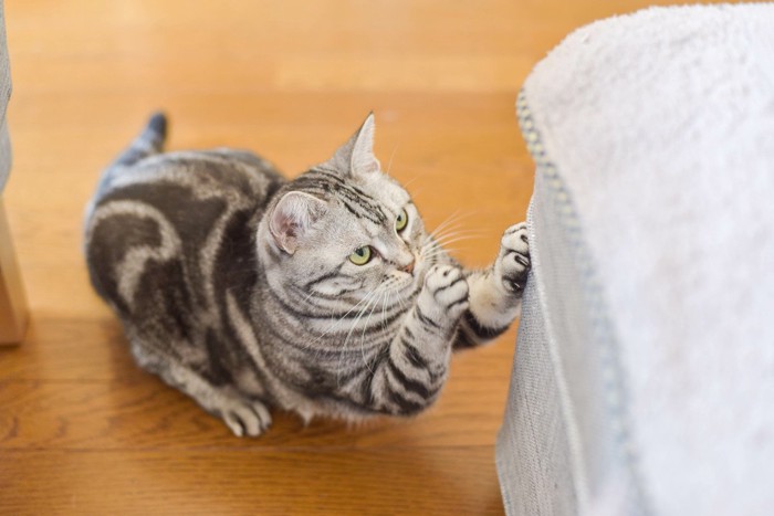 家具で爪を研ぐ猫