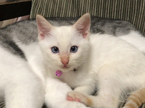 青い目が美しい白猫の子猫