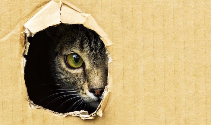 ダンボールに開けられた穴から覗く猫