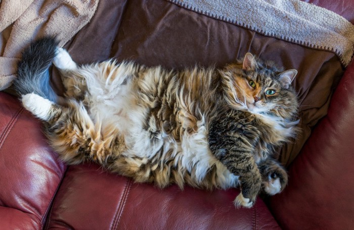 革のソファで仰向けになる猫