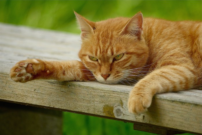 木のベンチで眠る猫