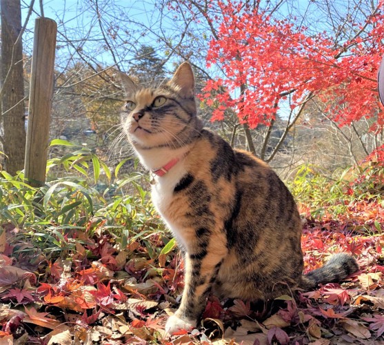 紅葉の中の猫