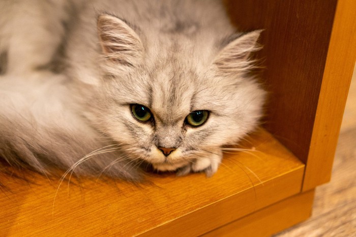 棚に入ってこちらを見上げる猫