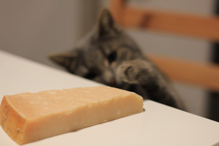 チーズを狙う猫