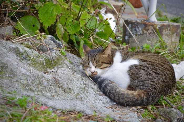 藍島で眠っている猫