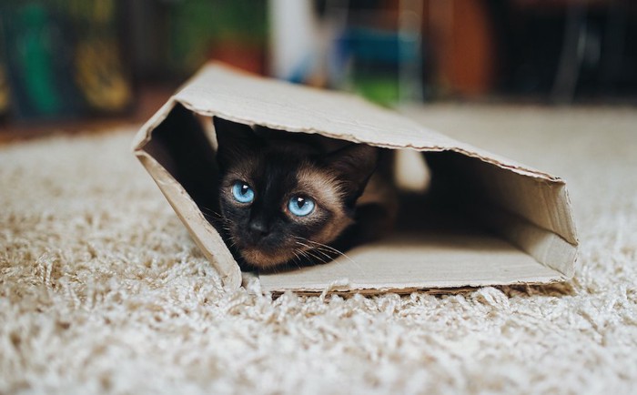 カットされた段ボール箱に隠れる猫