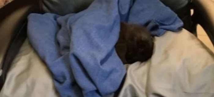 青い毛布で包まれた黒猫