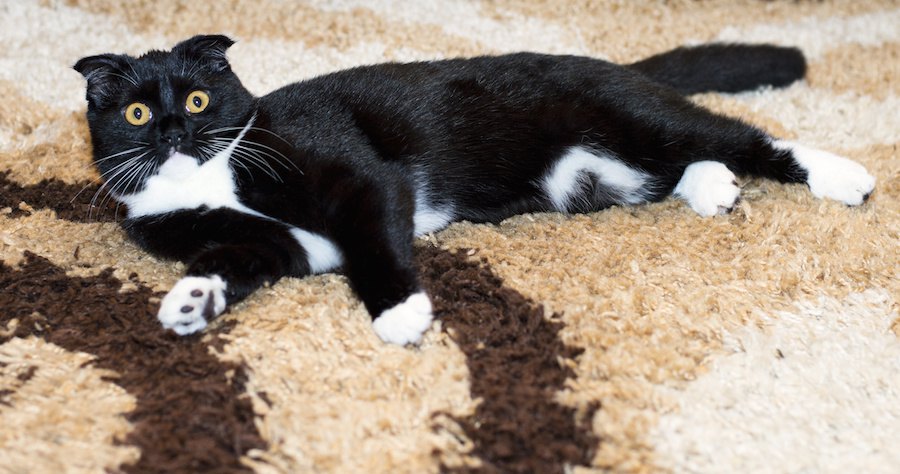 カーペットに横になる猫