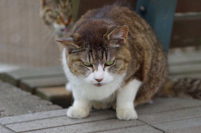 怒ったような表情で警戒している野良猫