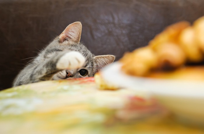 テーブルの上の食べ物を狙う猫