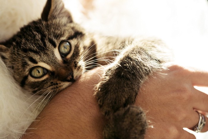 人の手を抱きしめる子猫