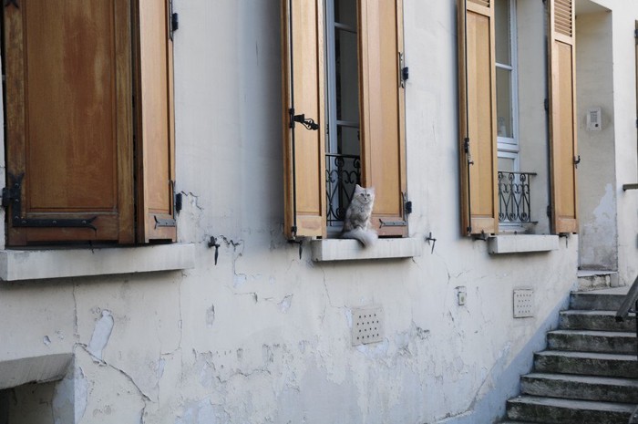 パリの外にいる猫