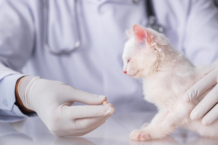 子猫と錠剤を持つ医者の手