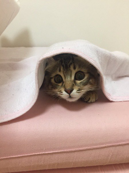 シーツの下に潜って隠れている子猫