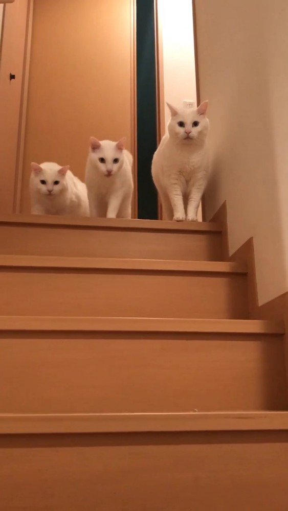 並んで立つ3匹の猫