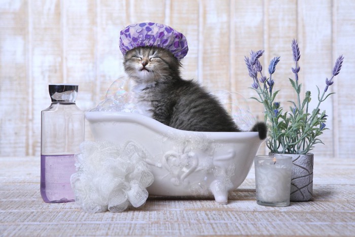 子猫とお風呂