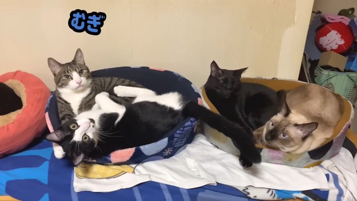 ベッドの中の4匹の猫