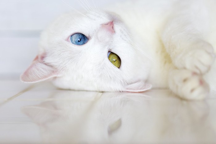 寝転がるオッドアイの白猫