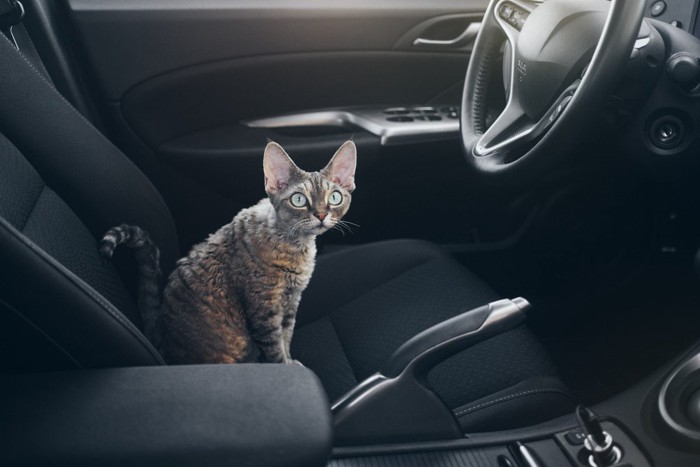車のシートに乗る猫