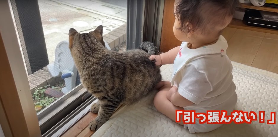 猫の背中をつねる乳児