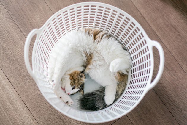 洗濯カゴの中にいる猫の写真