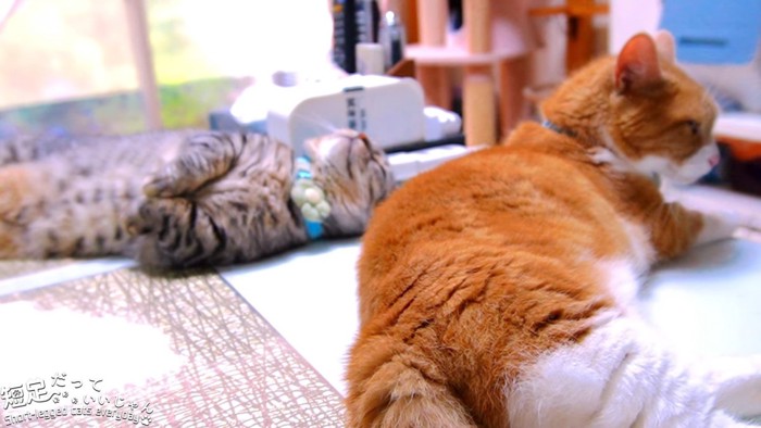仰向けの猫と寝そべる猫