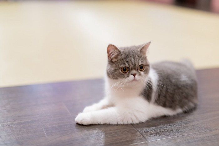 フローリングの床でくつろぐ猫