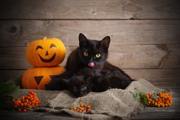 ハロウィンに黒猫が定番なのはなぜ？