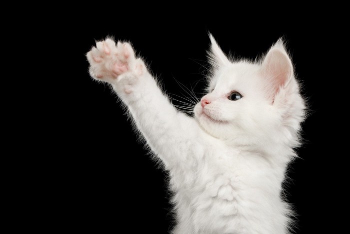 手を広げる白猫