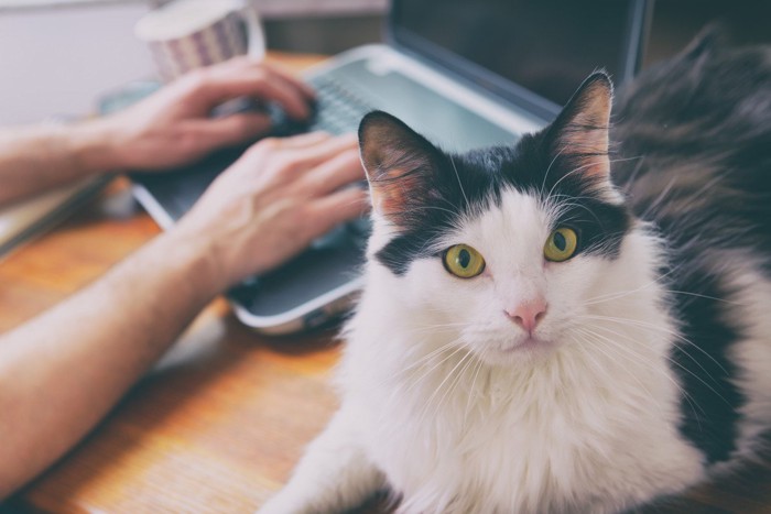 パソコンをする人の側にいる猫