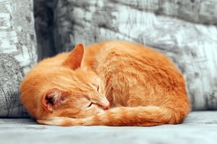 丸くなって寝る茶色の猫
