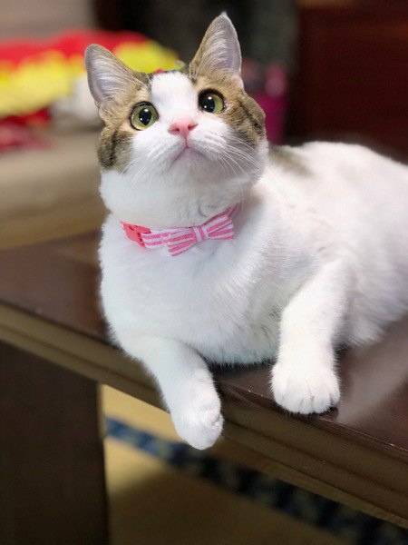 ピンクのリボンの首輪の猫