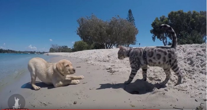 砂浜に猫と犬