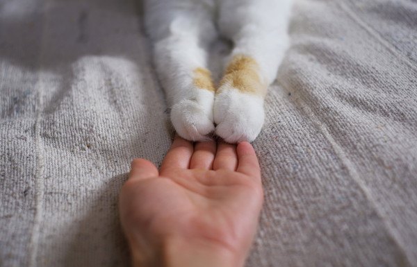 両手で人の手を掴む猫