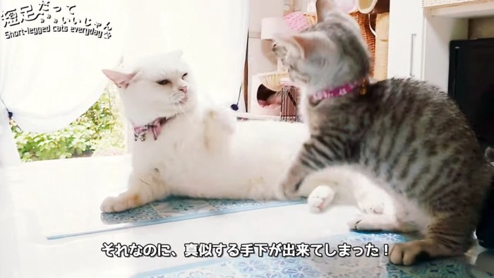 ケンカをする2匹の猫