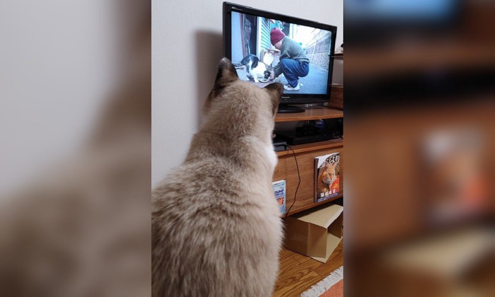 テレビを見る猫