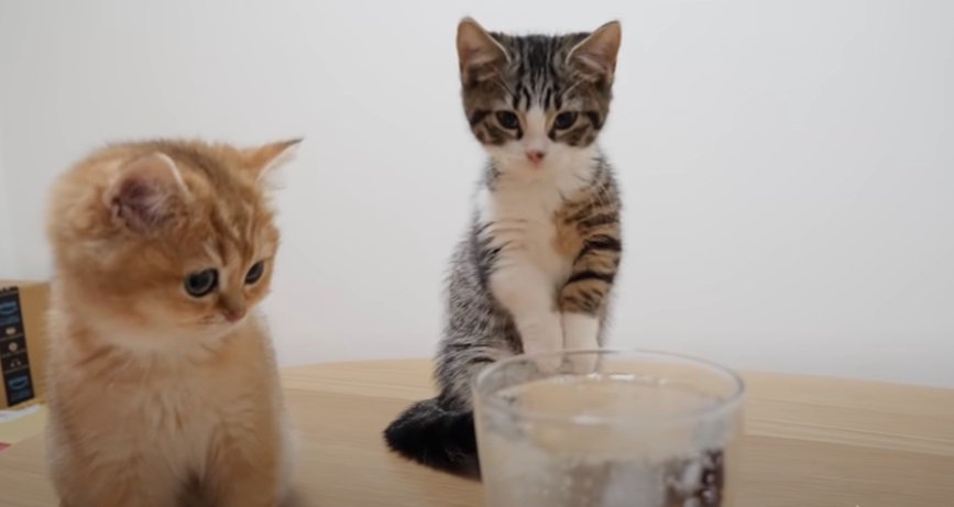 コップを見つめる2匹の子猫