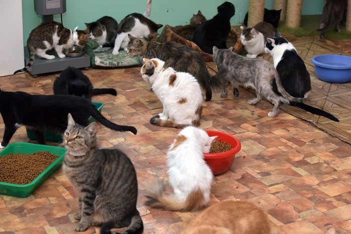 施設で暮らす大勢の猫たち