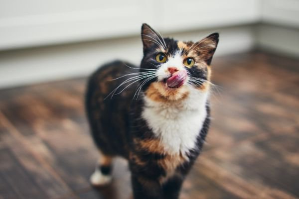 舌をペロッと出す猫