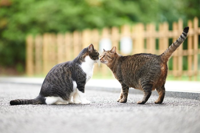 鼻にキスする2匹の猫