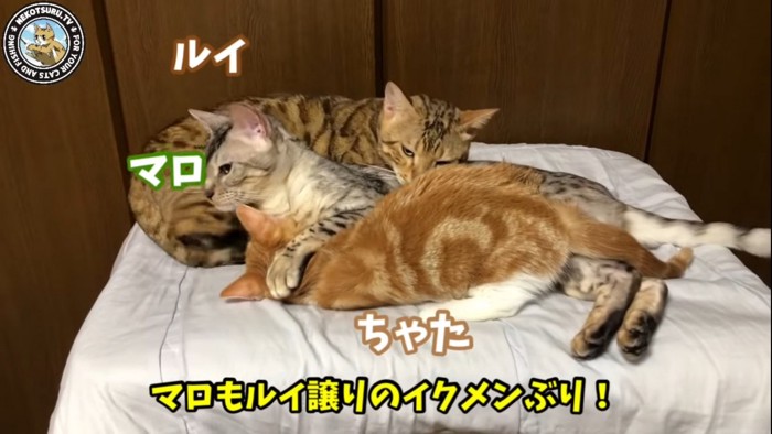 折り重なる3匹の猫