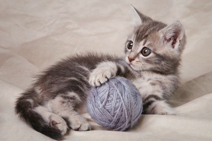 子猫と毛糸ボール