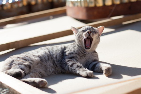 日向であくびをする猫