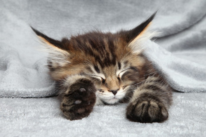眠るメインクーンの子猫