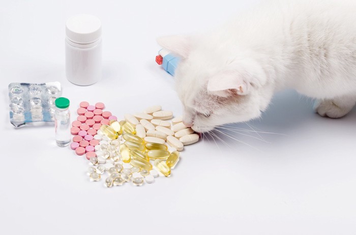 薬に興味を示す猫