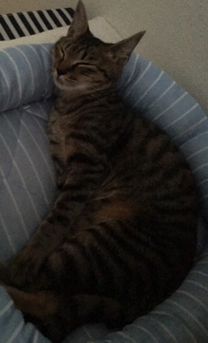クールベッドで寝る猫